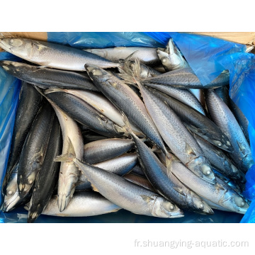 Seafrozen entièrement taille 300-400G Pacific Mackerel en stock